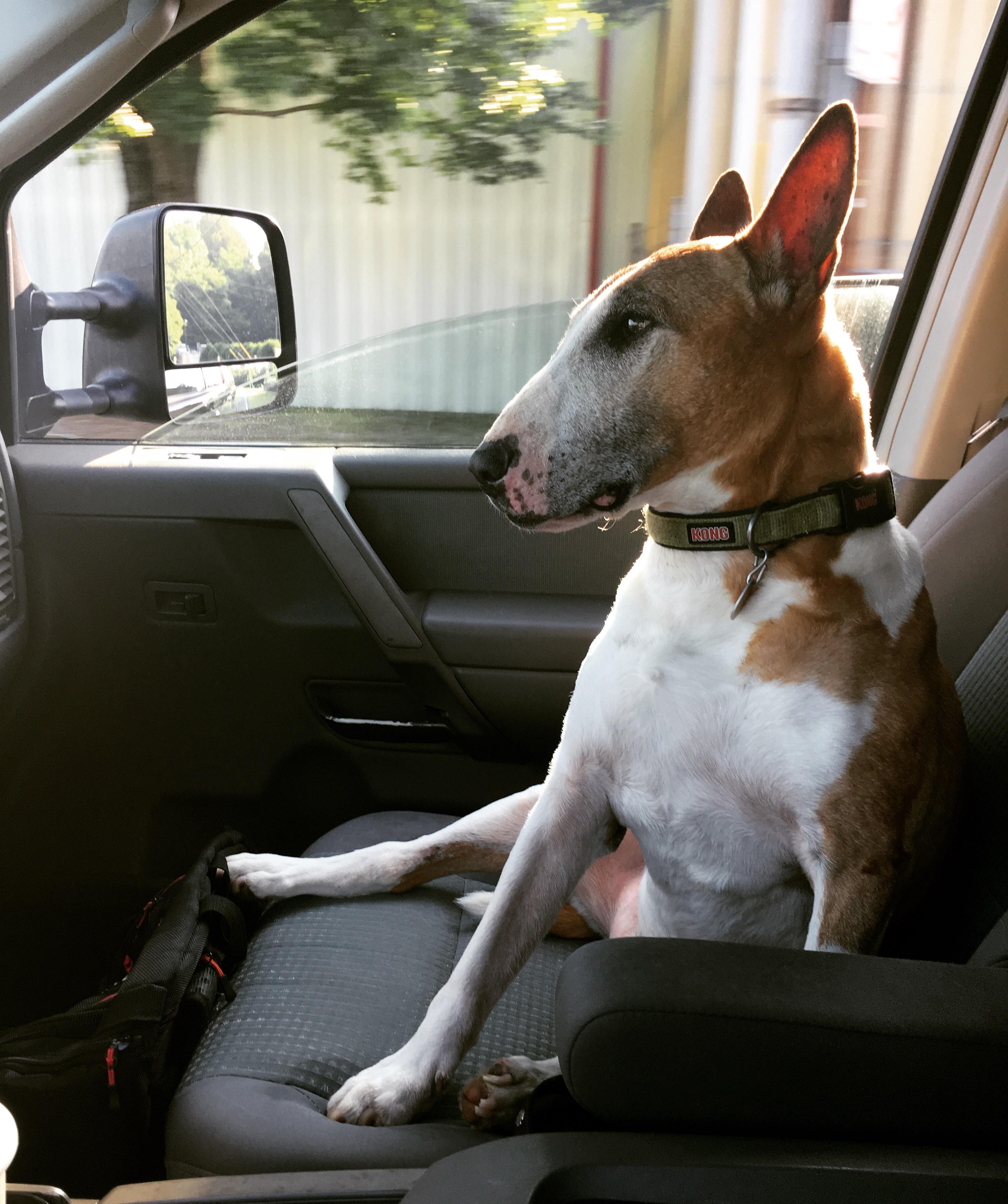 Albert riding shotgun in the truck