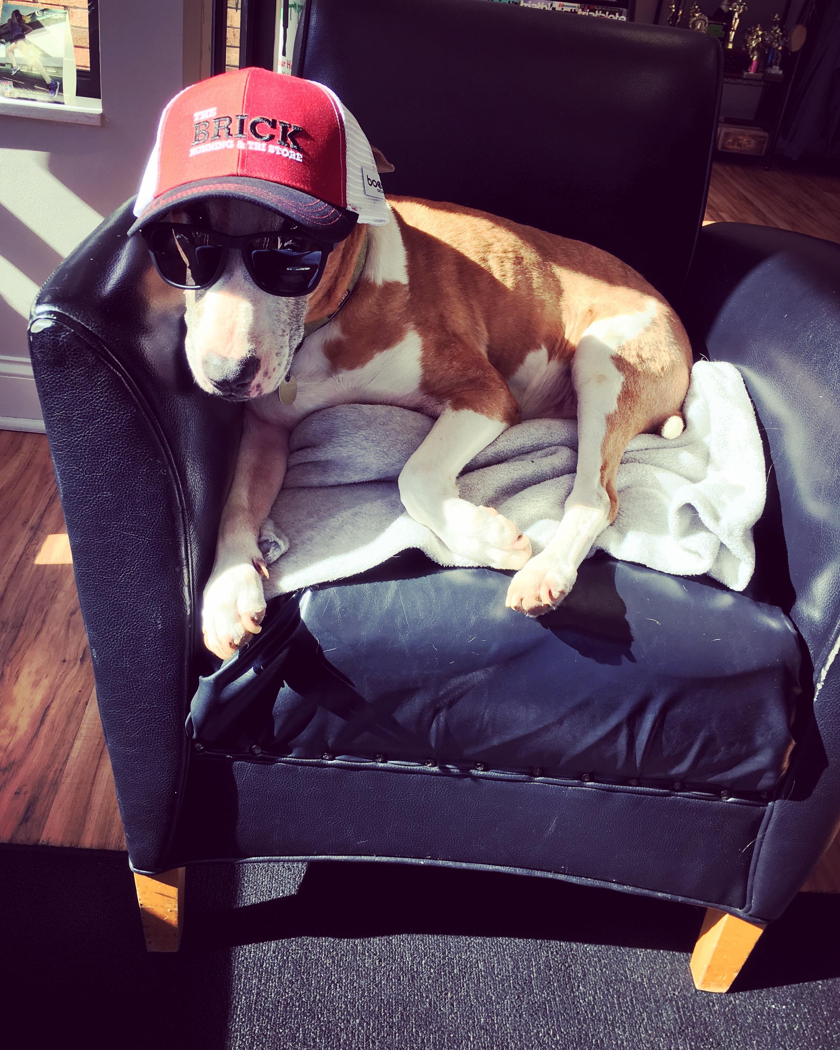 Albert the store dog — forever part of The Brick family